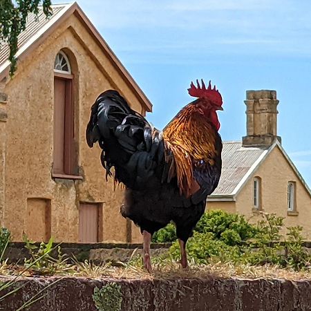 Woolmers Estate Longford エクステリア 写真
