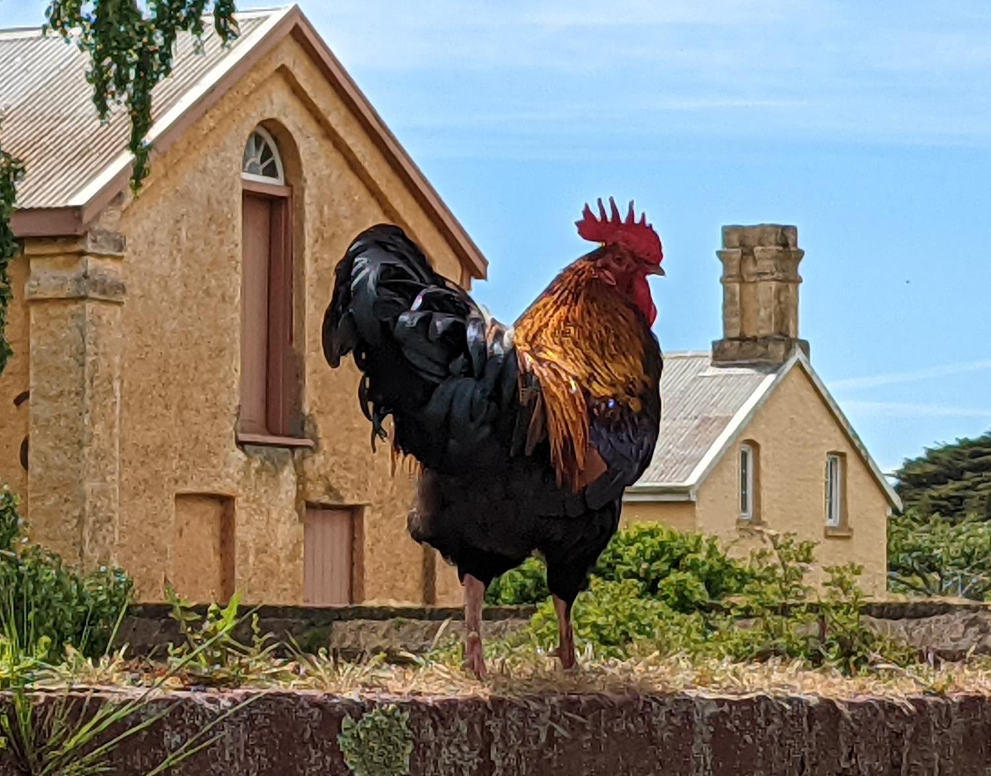 Woolmers Estate Longford エクステリア 写真